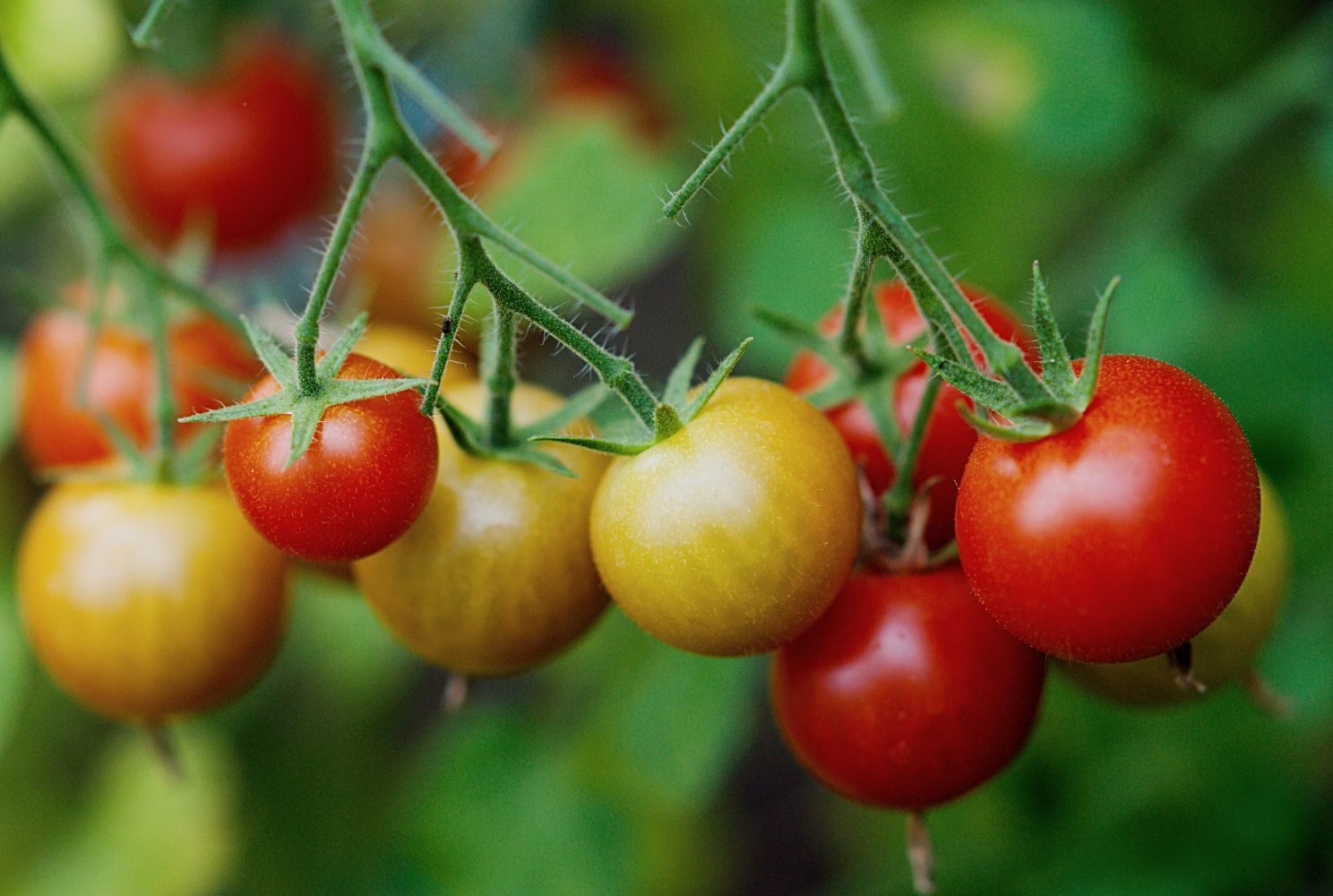 Kirschtomaten anbauen, pflegen, ausgeizen und ernten - GARTA